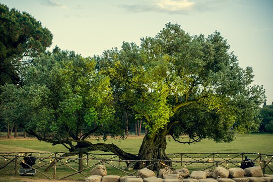 The Old Olive Tree On Brijuni-Brijuni必去景点