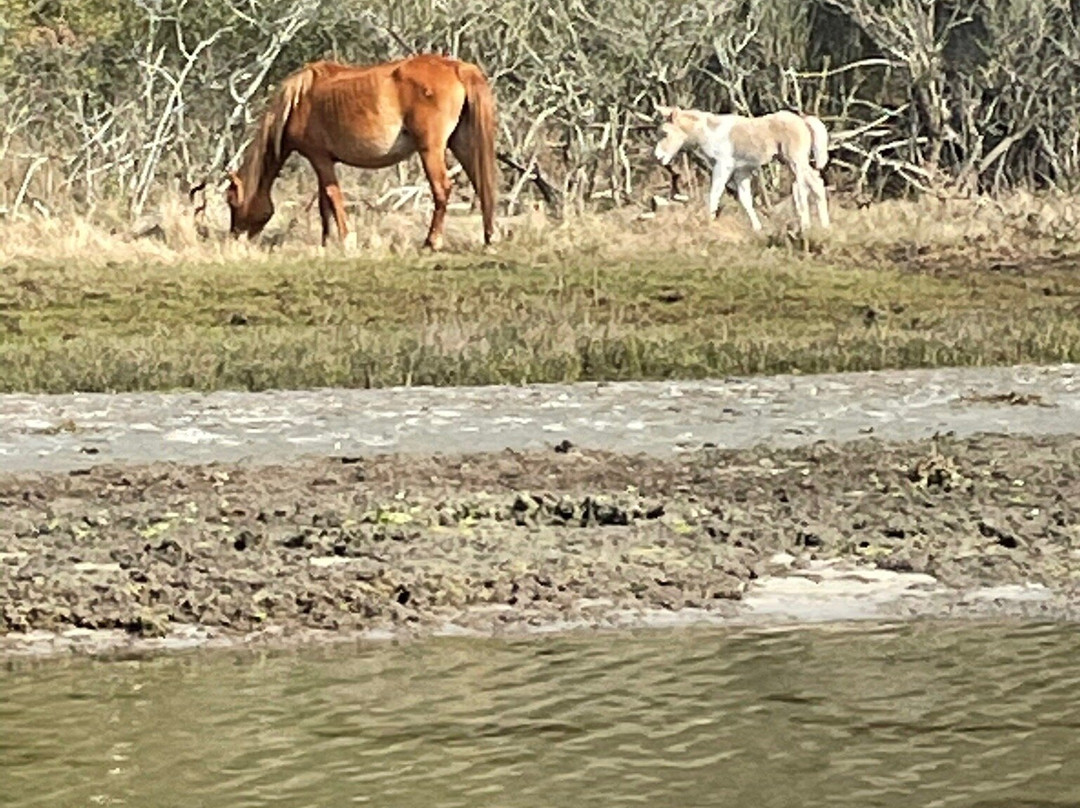 Js Expedition-Chincoteague必去景点