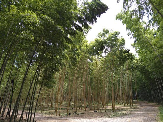 Four Seasons Bamboo Forest Wakayama Farm-宇都宫市必去景点