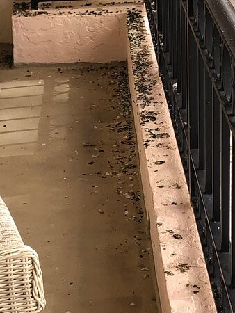 Hyatt Regency Coral Gables主图