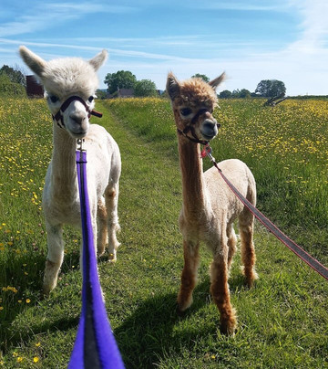 Pickney Farm Alpacas-汤顿必去景点