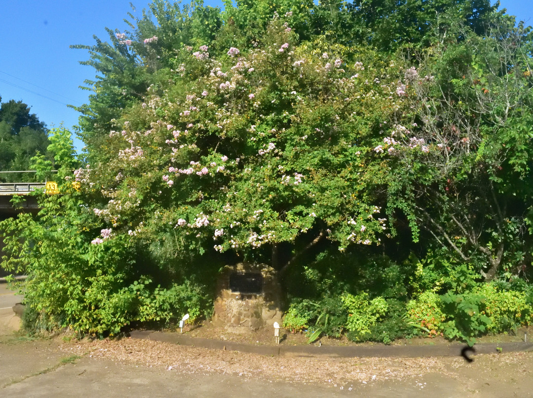 The David Crockett Spring-Crockett必去景点