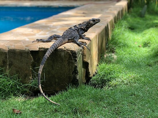 Pacífica Surf Studios主图