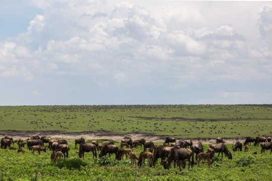 BEST Kilimanjaro CLIMB | HIKE | BIKE TREK | Tanzania Safaris from Moshi & Arusha