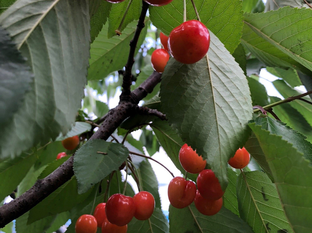 Cherry Garden Senchan