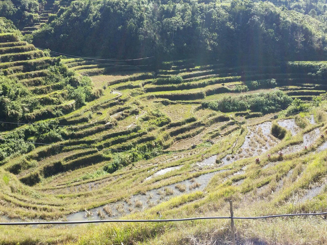 Maligcong Rice Terraces景点图片