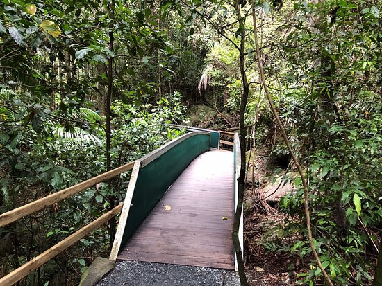 Tamborine Rainforest Skywalk景点图片
