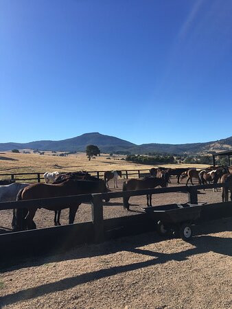 McCormack's Mountain Valley Trail Rides- Day Tours-Merrijig必去景点