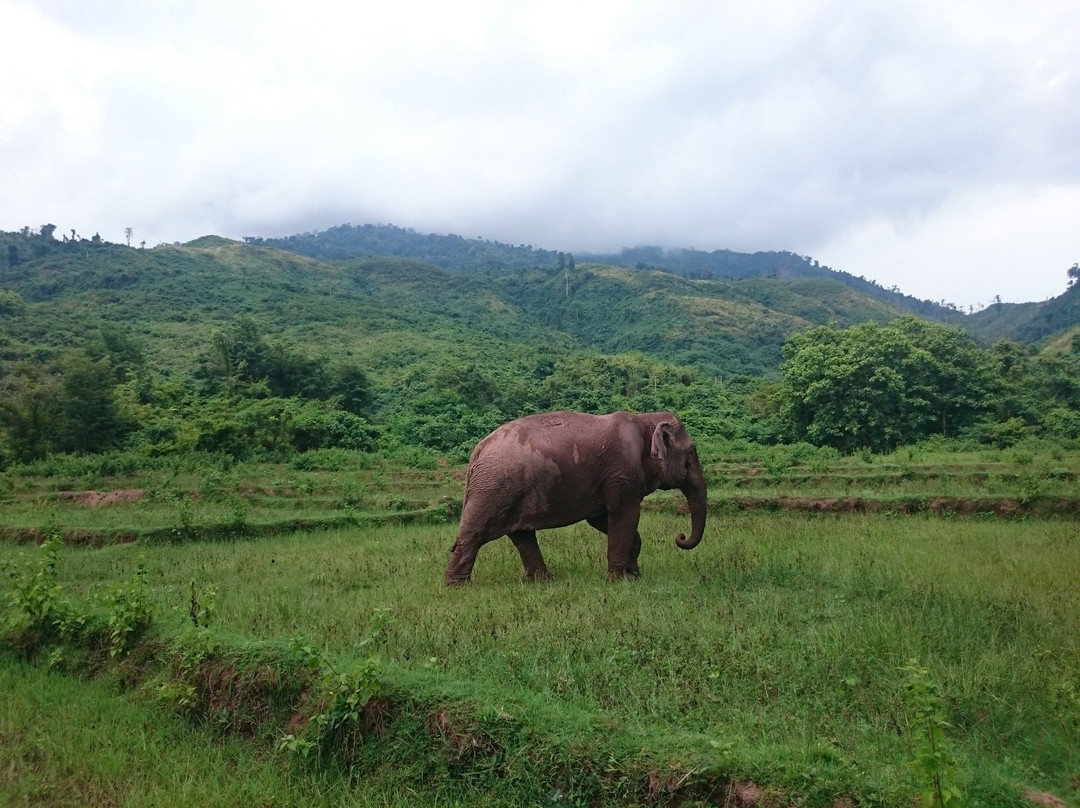 Vang Vieng Elephant Sanctuary景点图片