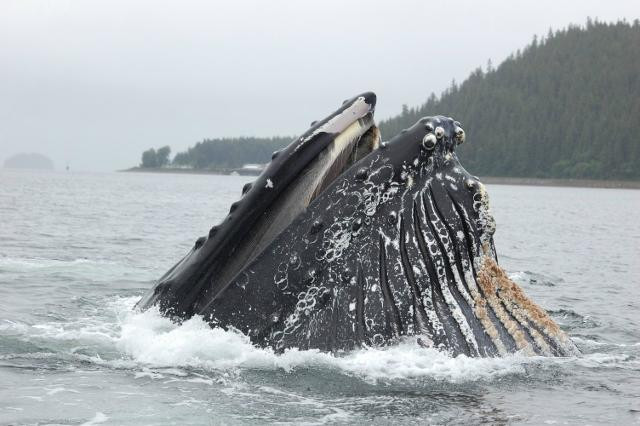 Hoonah Travel Adventures-胡纳必去景点