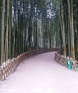 Taehwa River Seepri Bamboo Grove景点门票图片