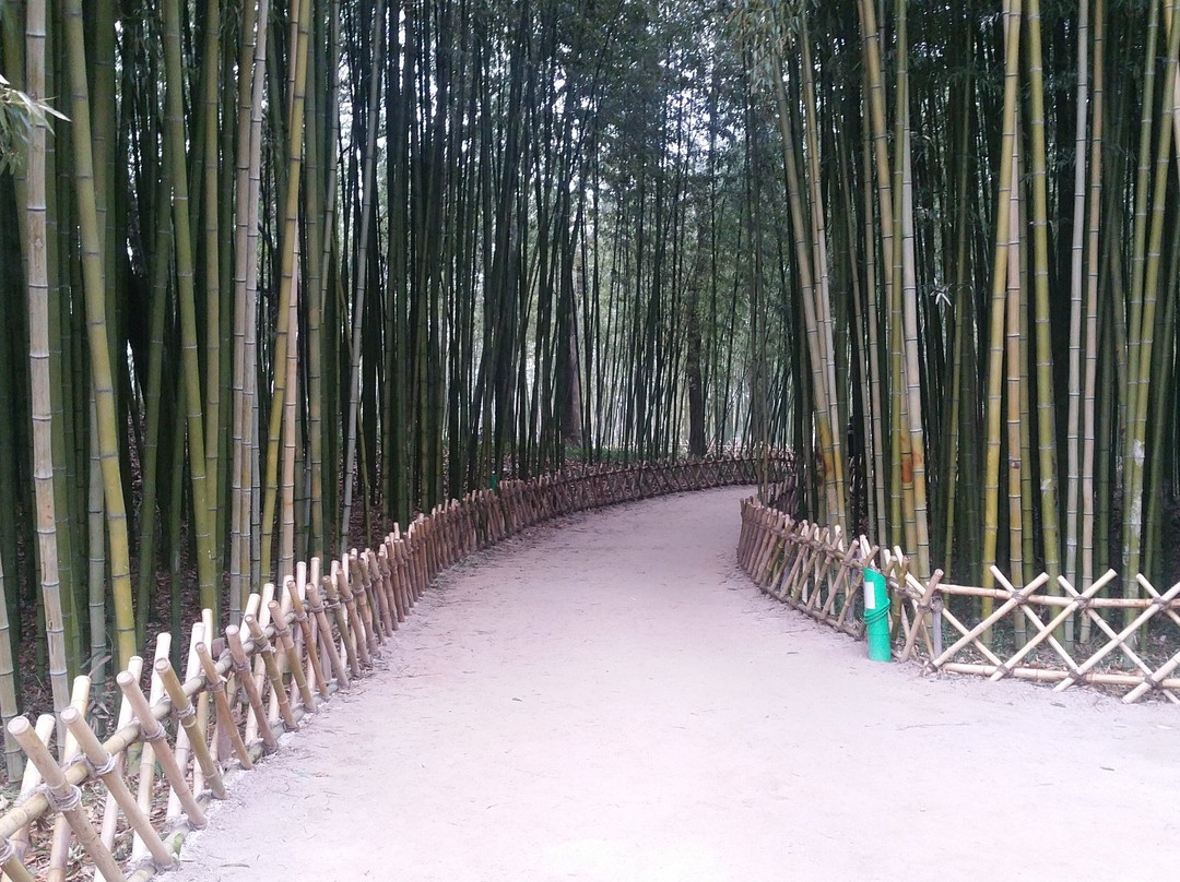 蔚山旅游景点-Taehwa River Seepri Bamboo Grove