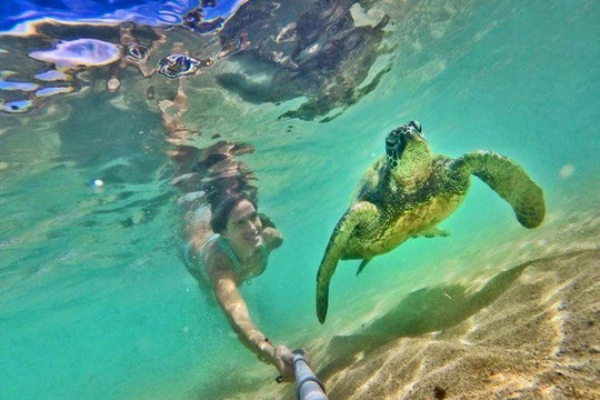 Hawaii Turtle Tours-火奴鲁鲁必去景点