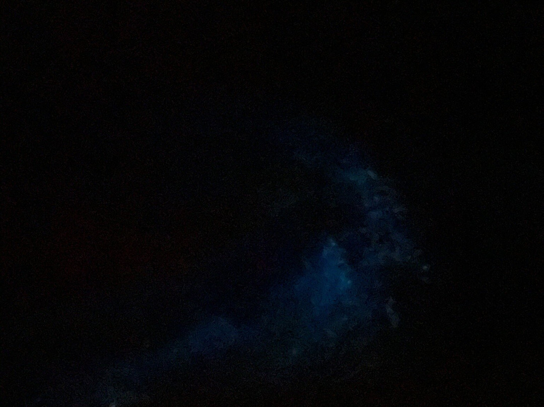 Eddy’s Bioluminescent Reserve景点图片