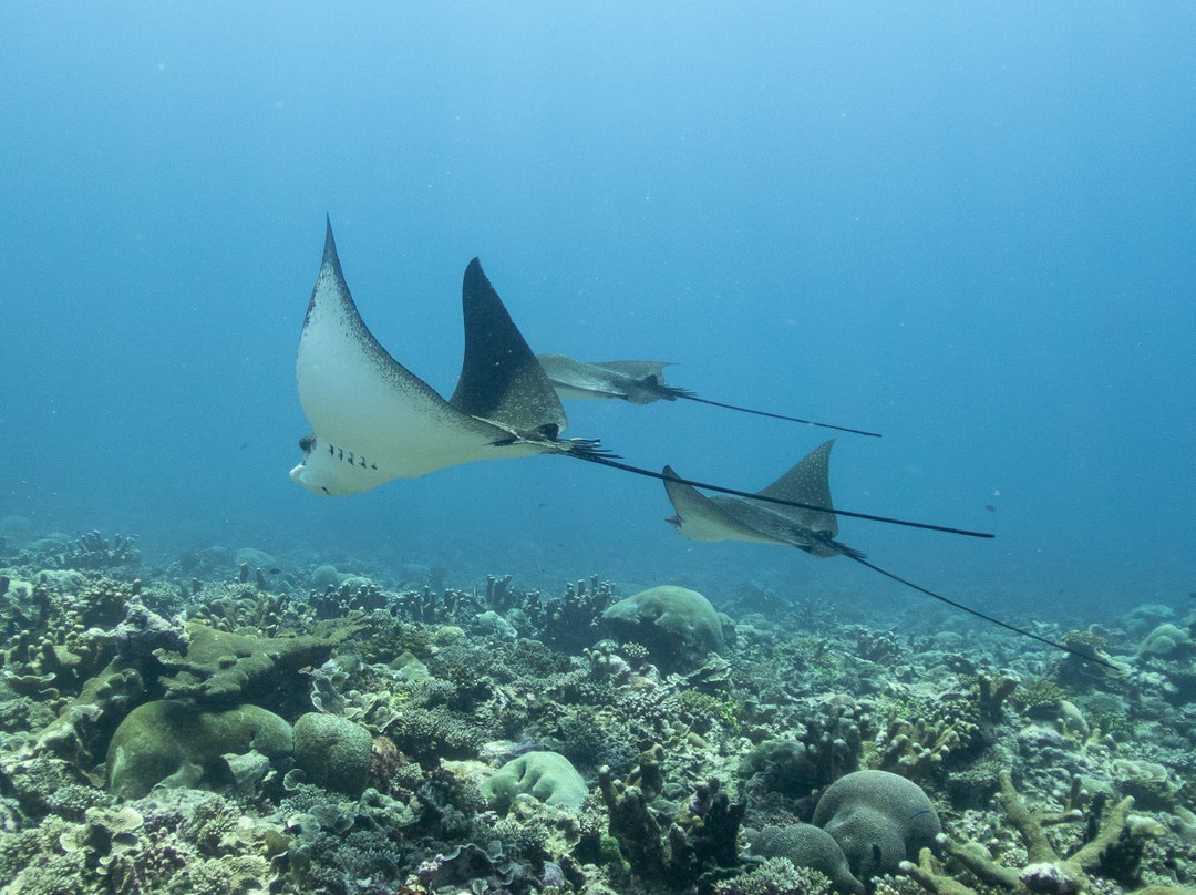 Addu Dive景点图片