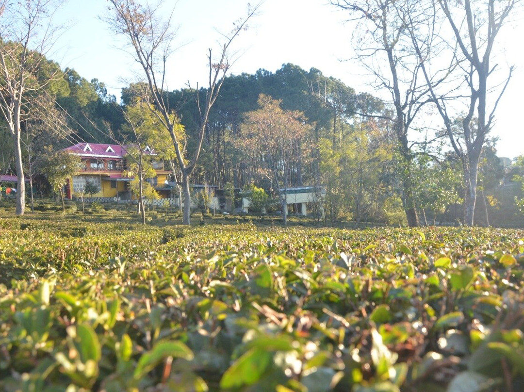 Royal Green Buds主图