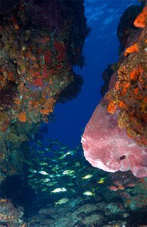 Nature Island Dive-Soufriere必去景点