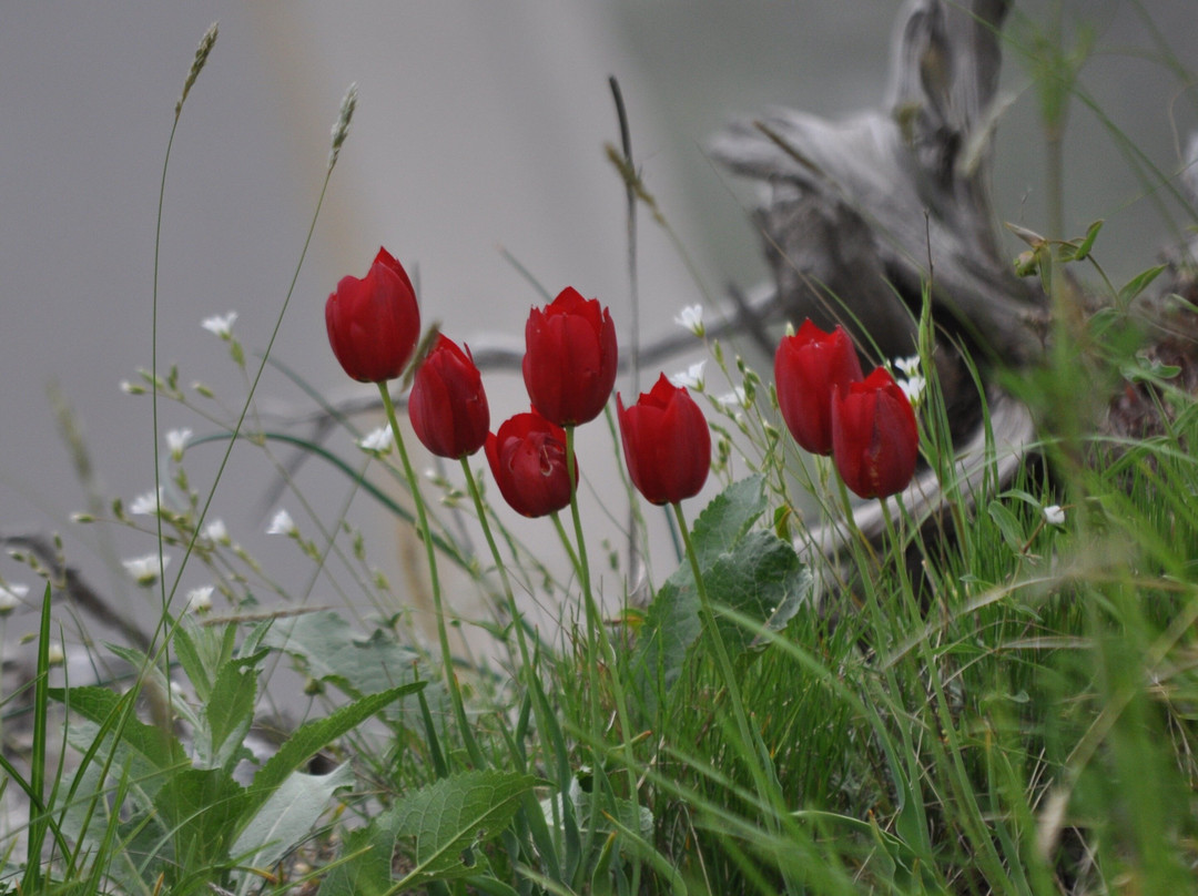 Nestos Adventure Park-Toxotes必去景点