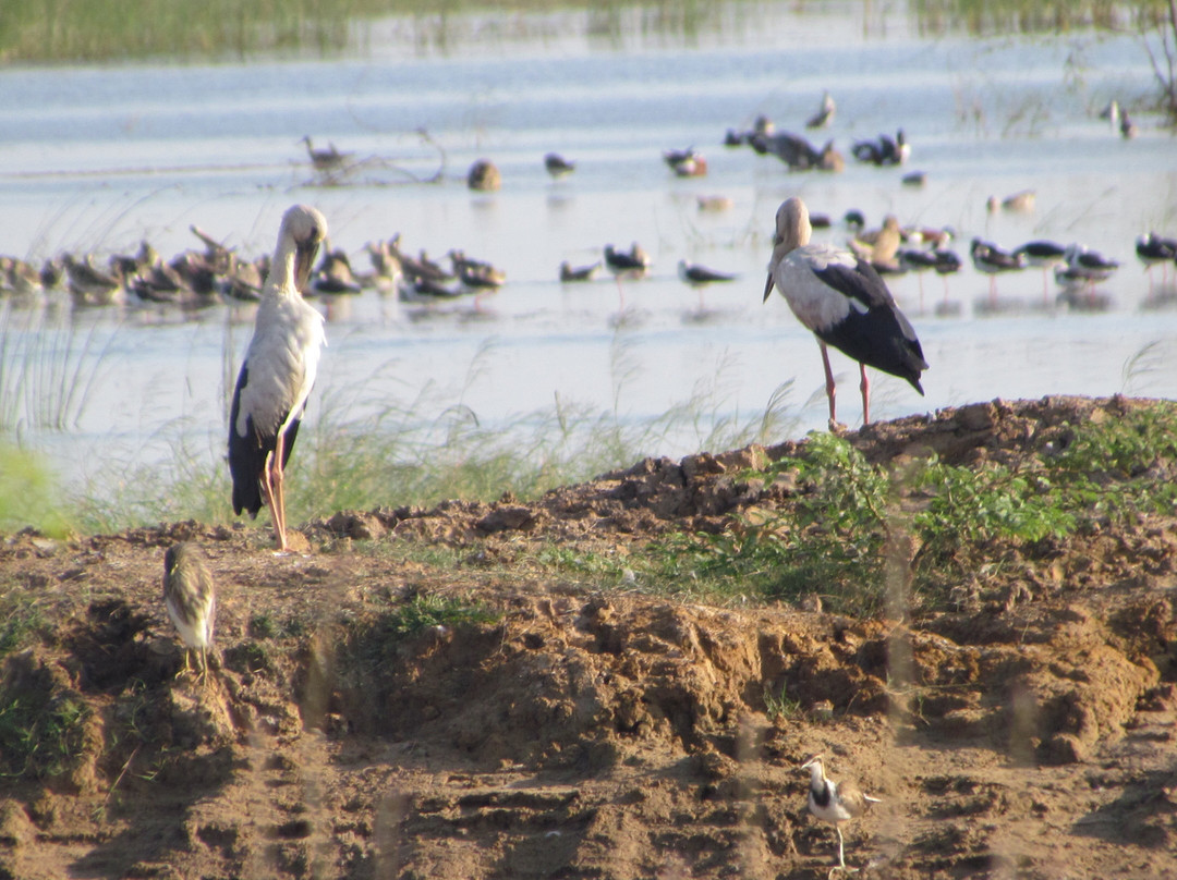 Pulicat Bird Sanctuary景点图片
