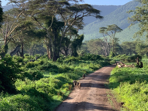 Wild Life Oasis Tours-阿鲁沙必去景点