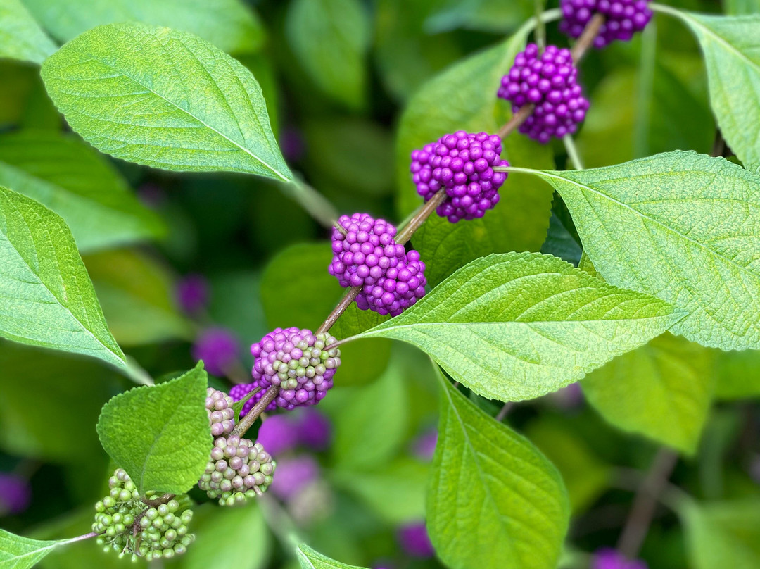Great Smoky Mountains Heritage Center-汤森必去景点
