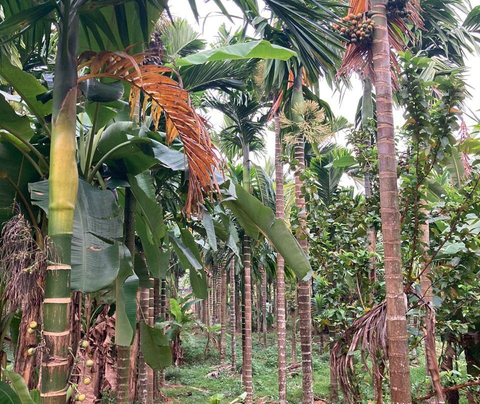 Areca Plantation Walk景点图片