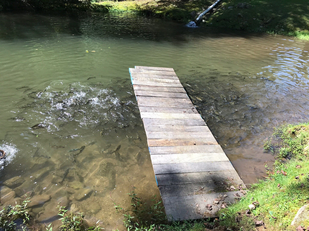 Buck Creek Trout Farm-Marion必去景点