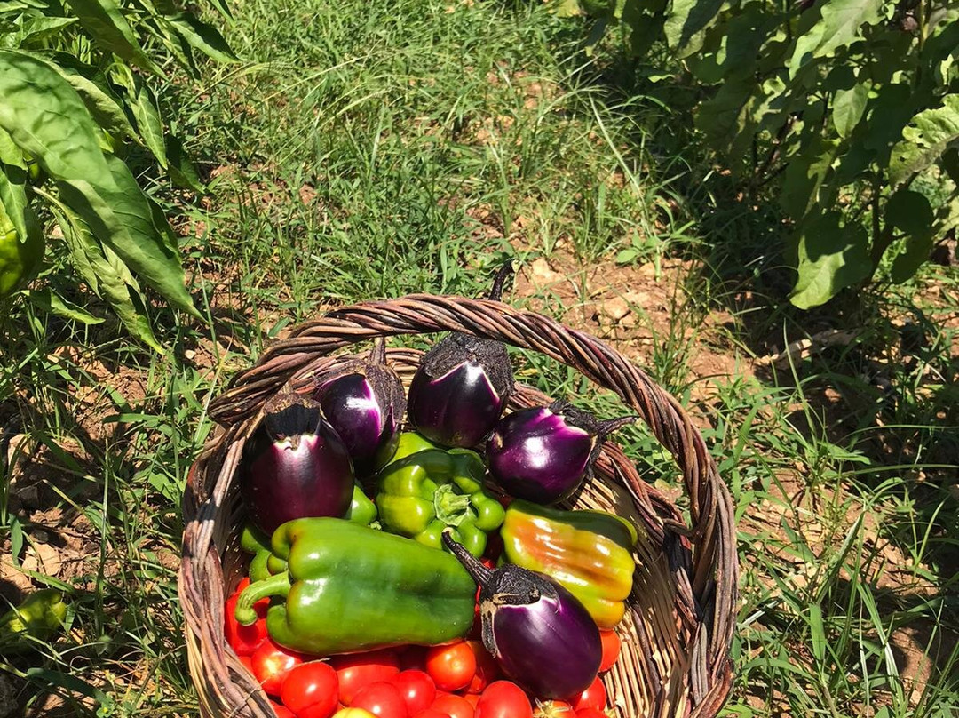 Olive Garden House主图