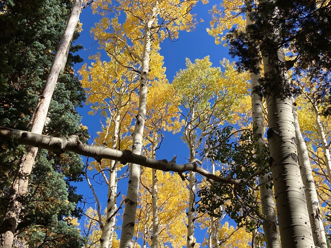 Lockett Meadow-弗拉格斯塔夫必去景点
