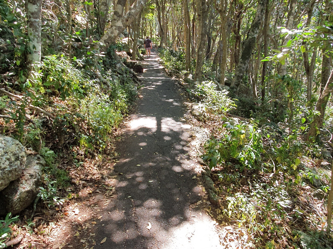 Ocean View Lookout Track