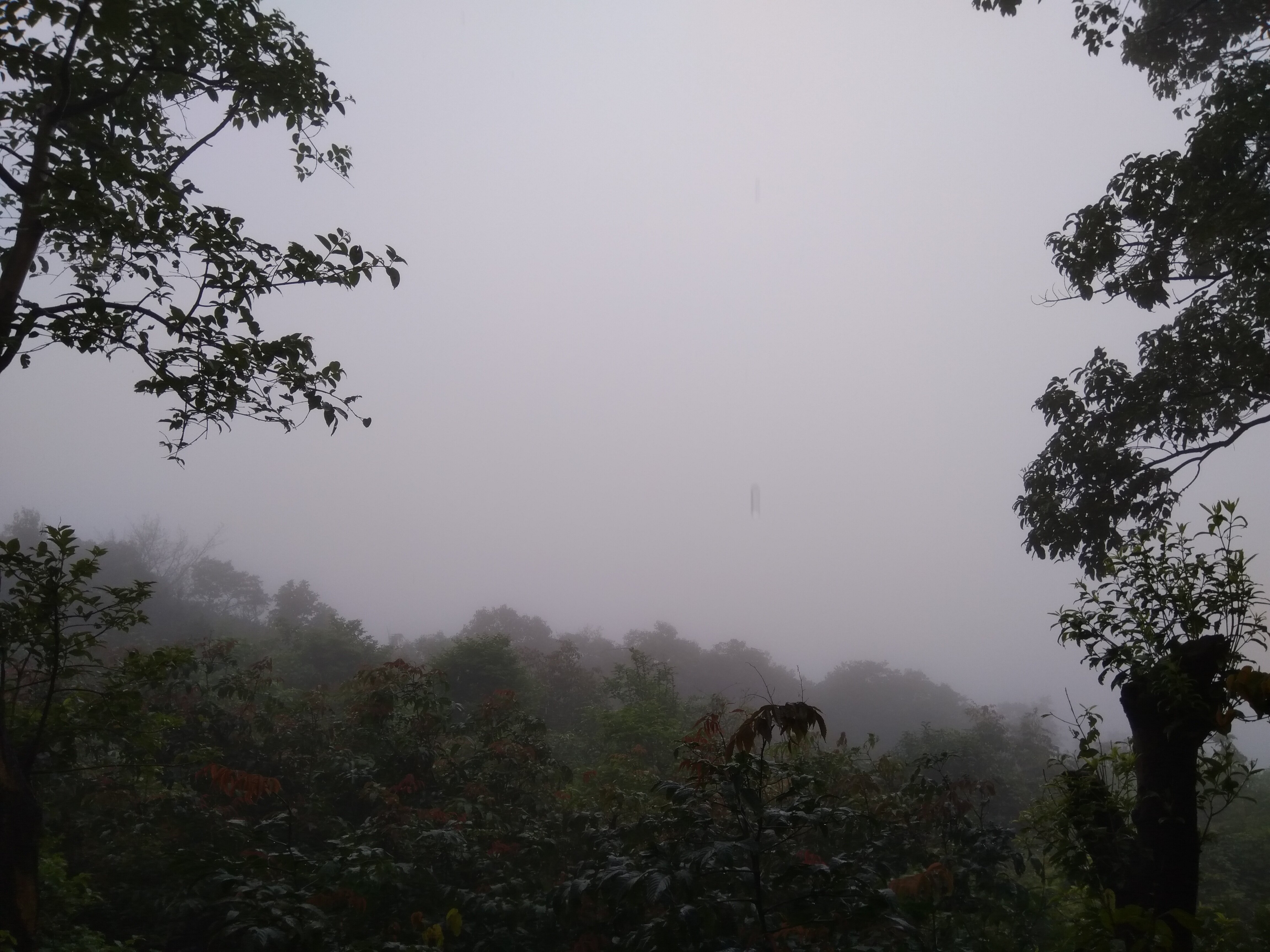 Wildernest Nature Resort-酒店景观