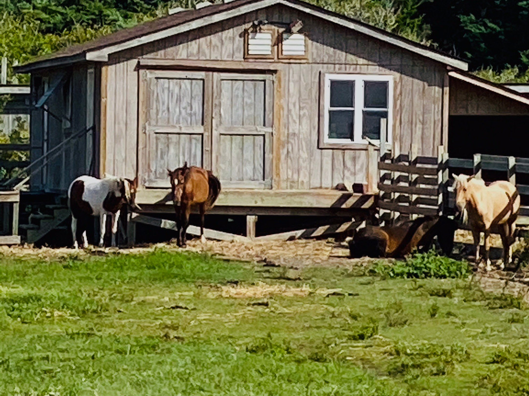 Ocracoke Pony Pens景点图片