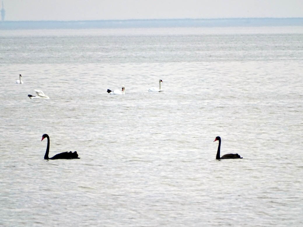 IJsselmeer (Lake IJssel)景点图片