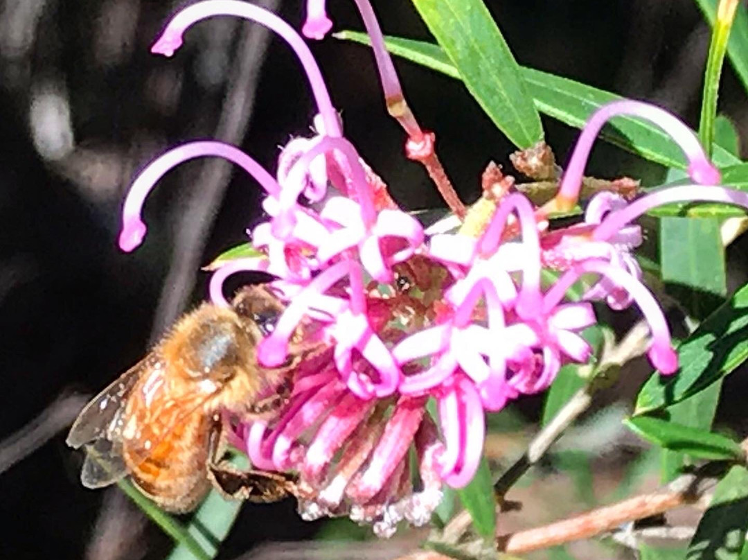 Brisbane Water National Park-Kariong必去景点