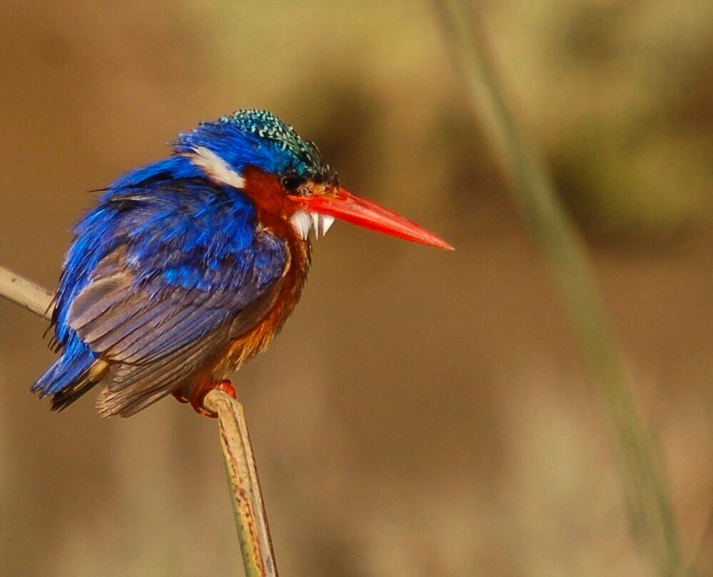 Schotia Safaris Private Game Reserve主图