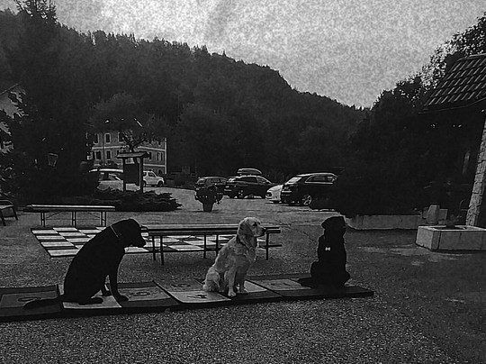 Tana della volpe主图