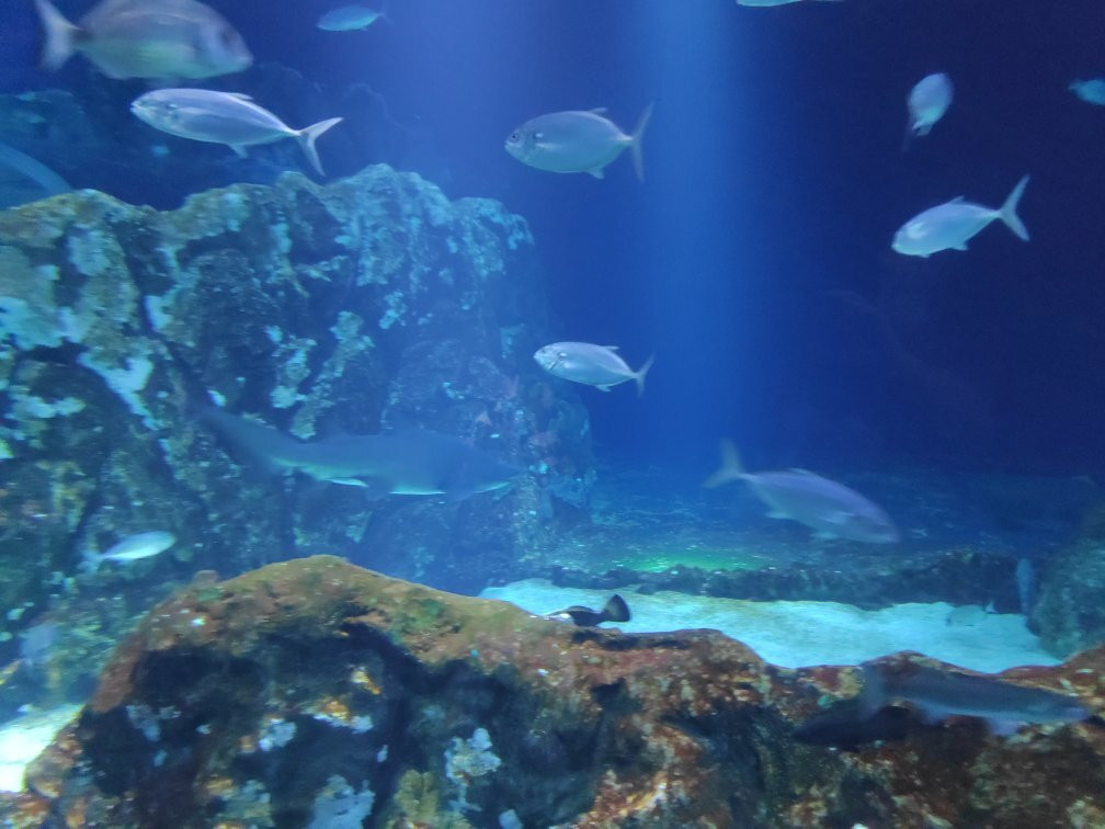 Israel Aquarium-耶路撒冷必去景点