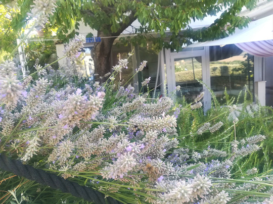 Domus Petrae B&B - Villa Tipaldi主图