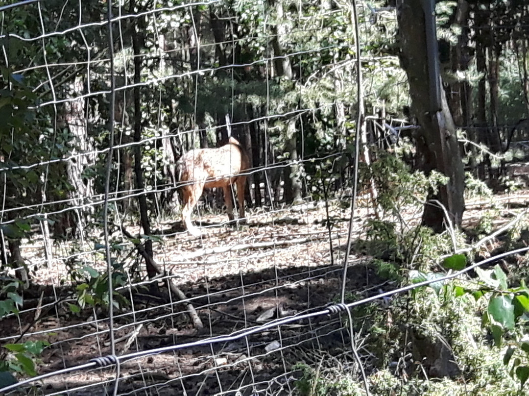 Wildpark Johannismühle-Baruth必去景点