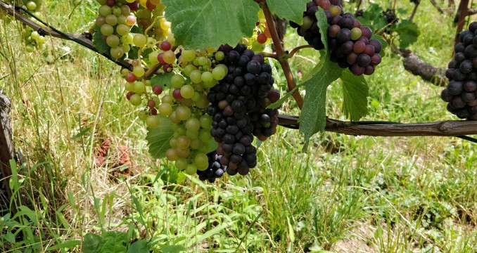 WINEMAX - Swiss Wine Exclusive Tour-洛桑必去景点