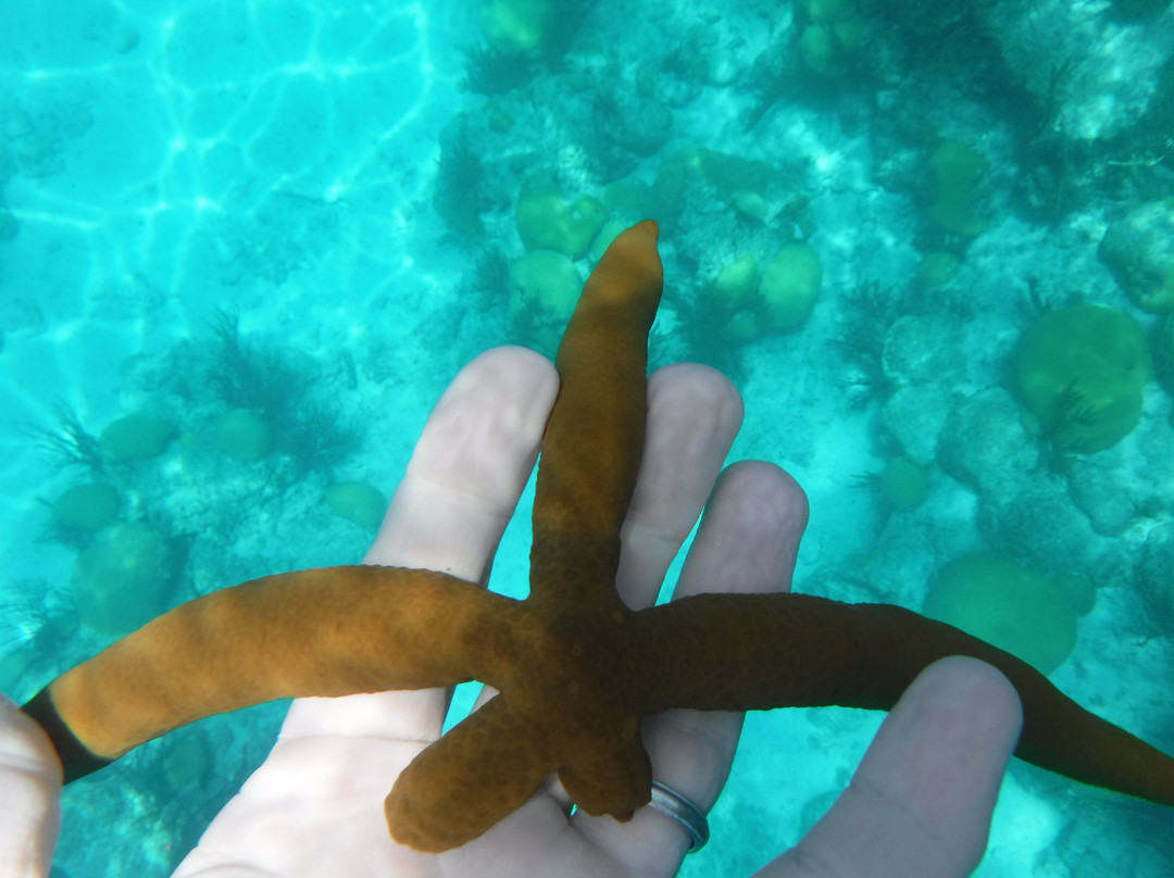 Under The Sea Charters-Somerset Village必去景点