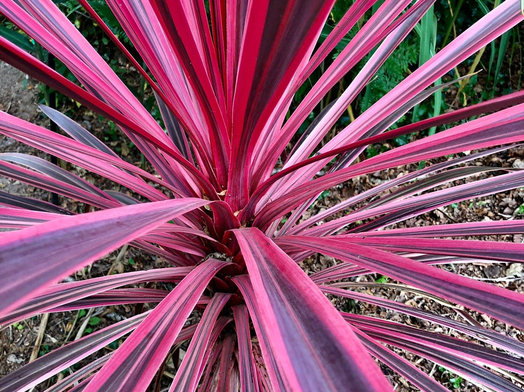 Jardin Exotique de Saint Renan景点图片