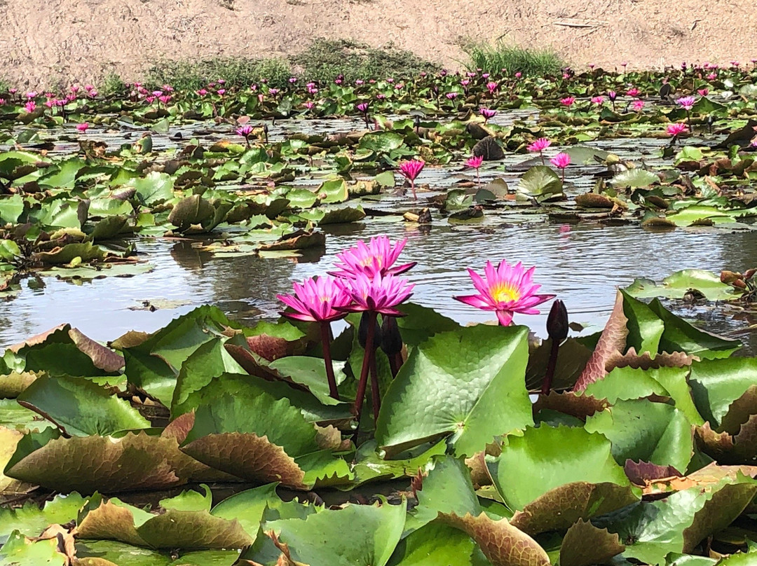 Red Lotus Floating Market-佛统必去景点