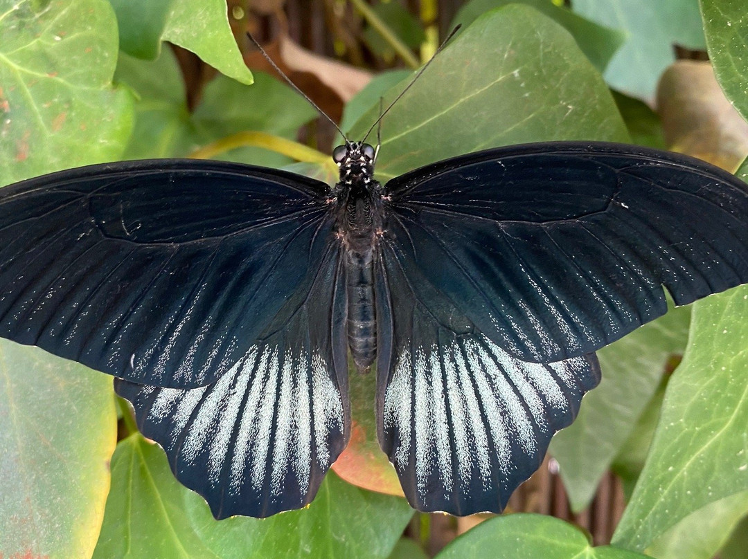 Mariposario de Nijar景点图片