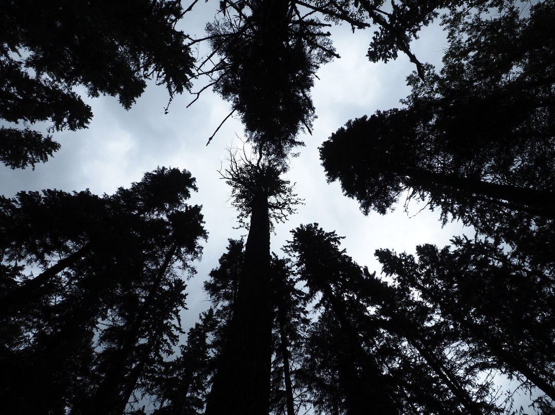 Ancient Cottonwood-弗尼必去景点