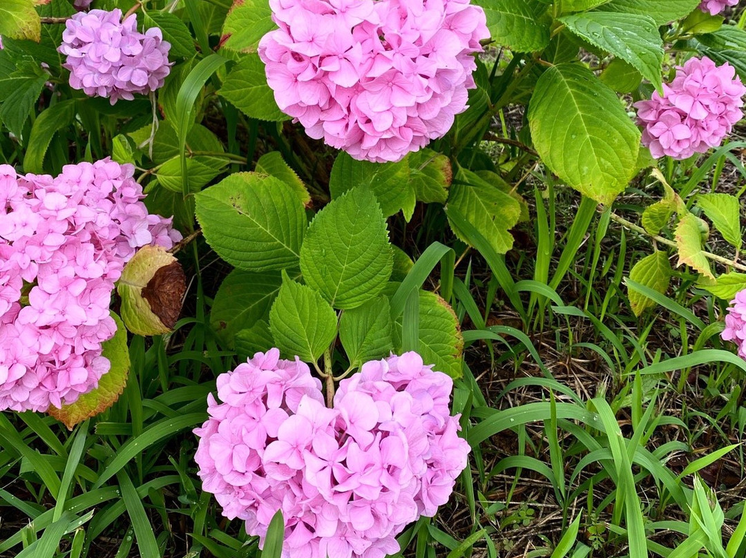 Eko-ji Temple-岩沼市必去景点