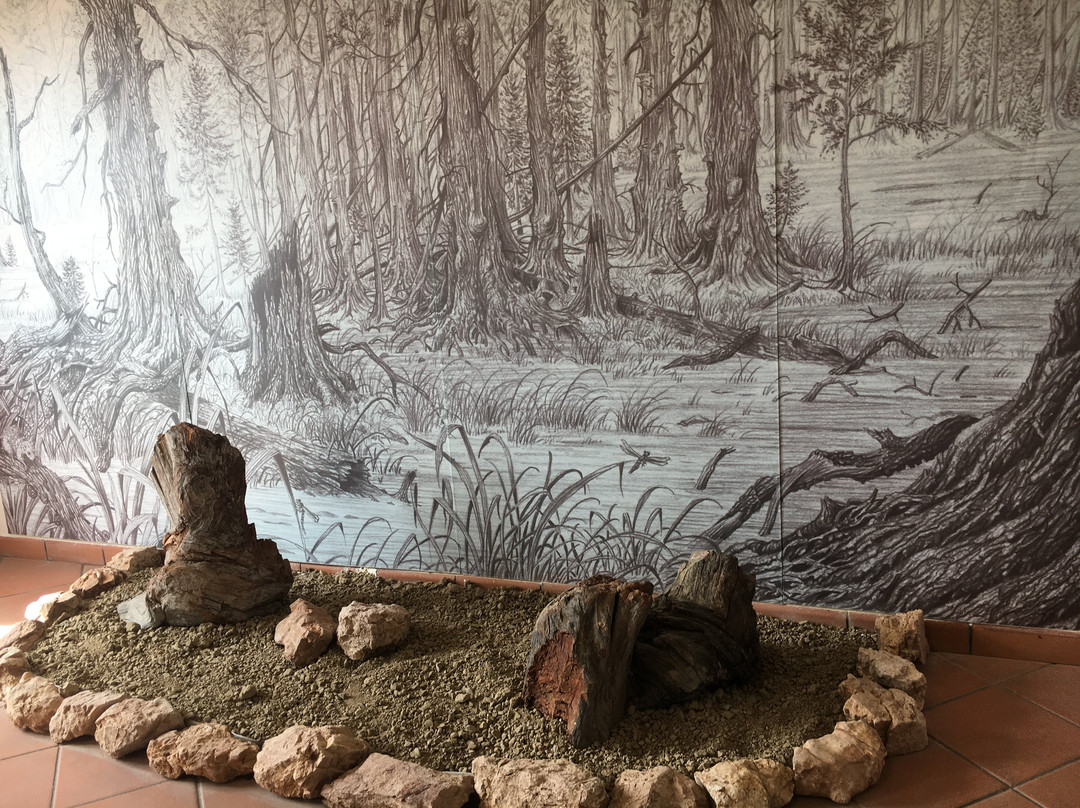 Centro di Paleontologia Vegetale della  Foresta Fossile di Dunarobba景点图片