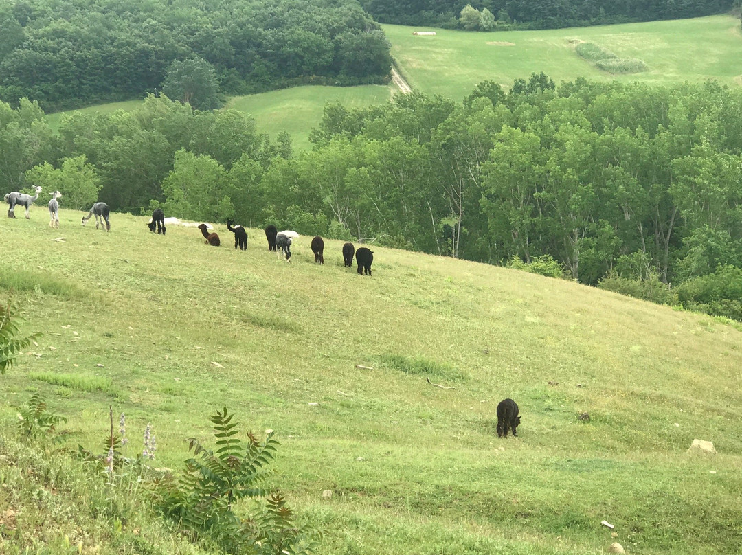 La Valle degli Alpaca Farm景点图片