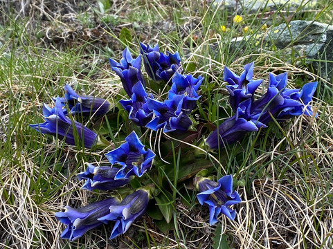 Grindjisee-策马特必去景点