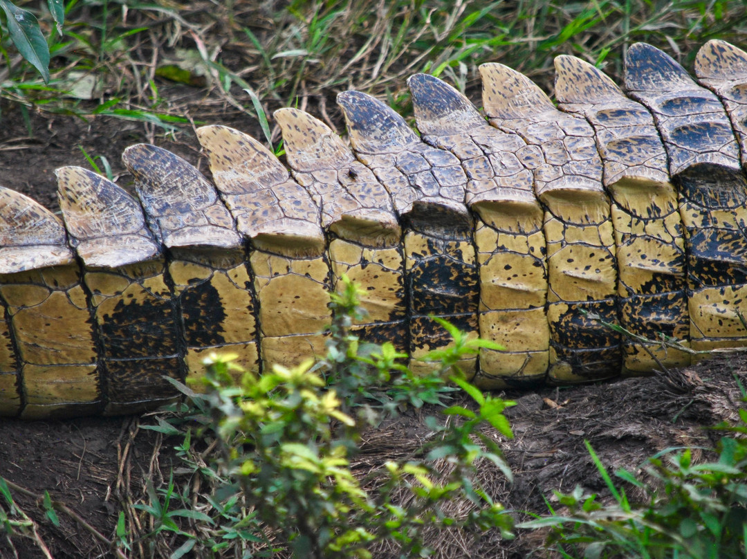 Golden Trekkers-Ruhengeri必去景点